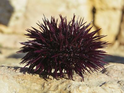 Sea urchin